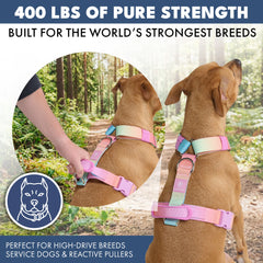Comfort Control No-Pull Dog Harness Set - Pastel Icing