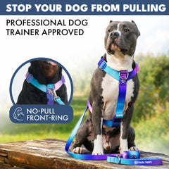 Comfort Control No-Pull Dog Harness Set - 90s Retro