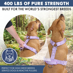 Comfort Control No-Pull Dog Harness Set - Lilac