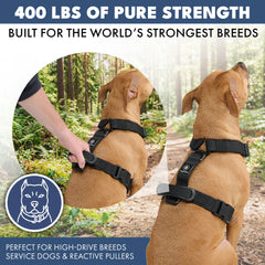 Comfort Control No-Pull Dog Harness Set - Black